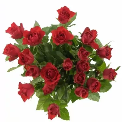 Červená růže RED SKY 50cm