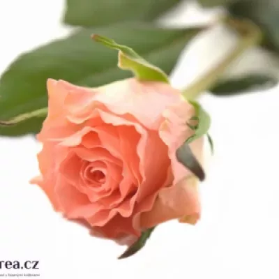 Růžová růže ROSALIE 50cm