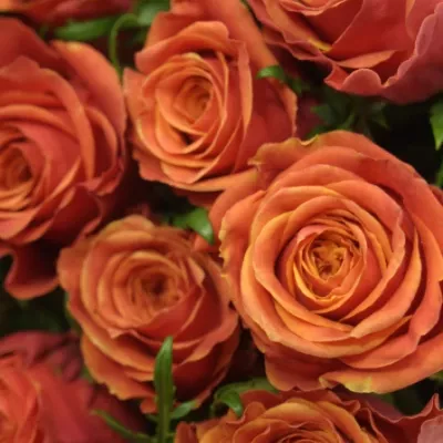 Oranžová růže ROXY 70cm