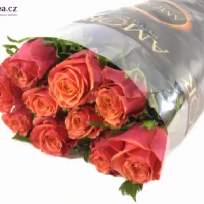 Oranžová růže ROXY 70cm