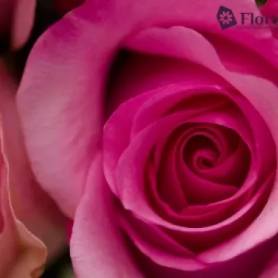 Růžová růže SANOLI 70cm