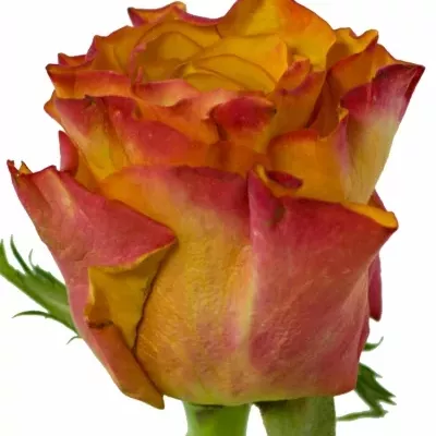Oranžová,červená růže SINGLE MALT! 35cm