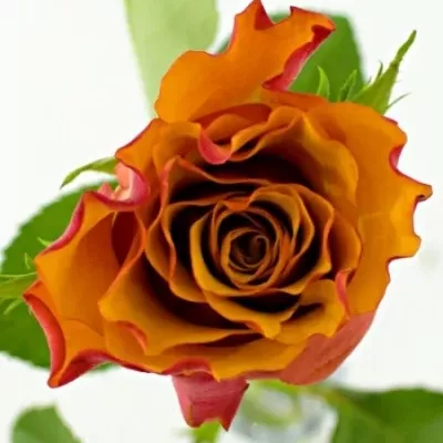 Oranžová růže SINGLE MALT! 50cm