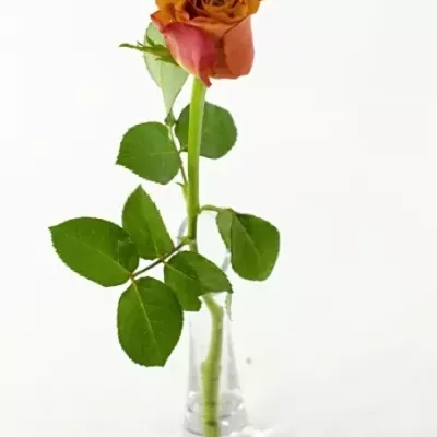 Oranžová růže SINGLE MALT! 50cm