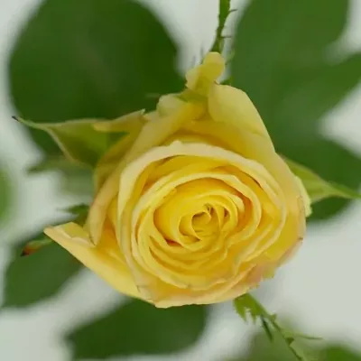 Žlutá růže SKYLINE 60cm