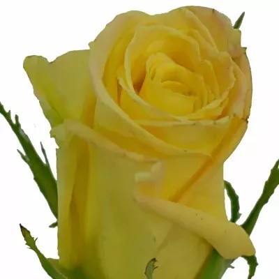 Žlutá růže SKYLINE 60cm