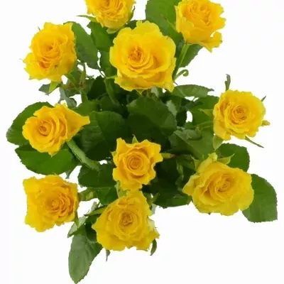 Žlutá růže SPHINX 50cm