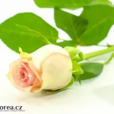 Ružová ruža SUDOKU 50cm