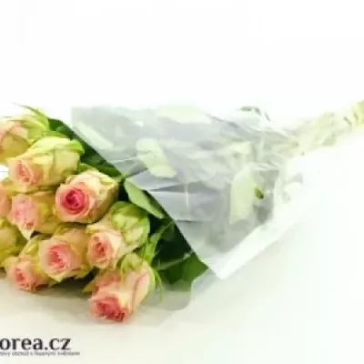 Růžová růže SUDOKU 50cm