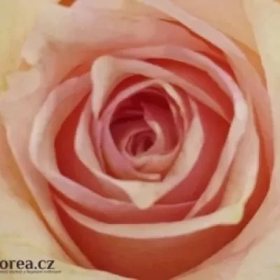 Růžová růže SUDOKU 50cm