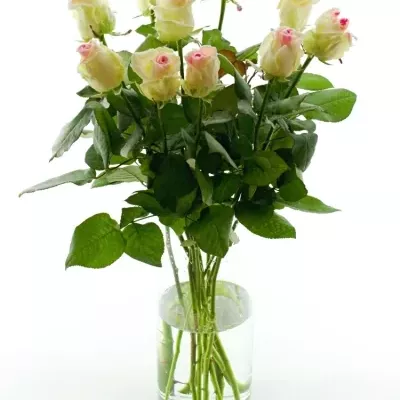 Bílofialová růže SUGAR CANDY 60cm