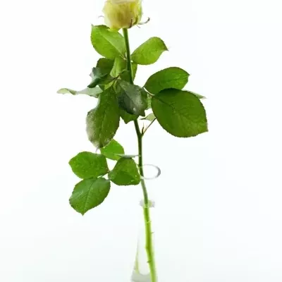 Bílofialová růže SUGAR CANDY 60cm