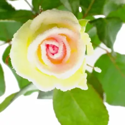 Bílofialová růže SUGAR CANDY 60cm