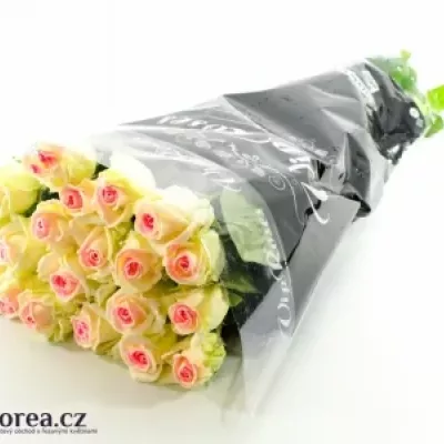 Bílofialová růže SUGAR CANDY 60cm