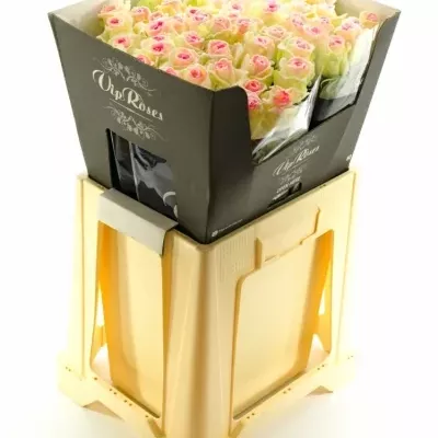 Bílofialová růže SUGAR CANDY 60cm