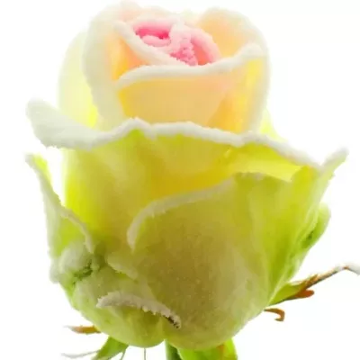 Bílofialová růže SUGAR CANDY 60cm (L)