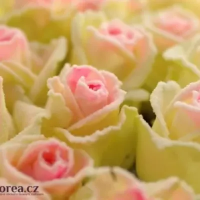 Bílofialová růže SUGAR CANDY 60cm