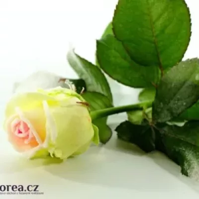 Bílofialová růže SUGAR CANDY 60cm