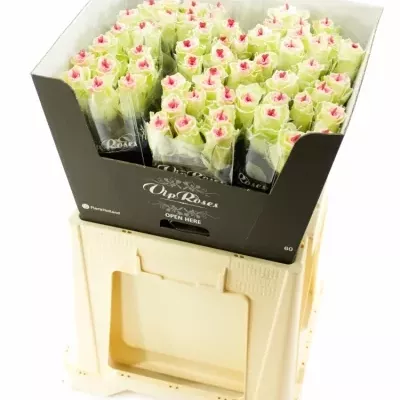 Bílá růže SUGAR LOVE 60cm (XXL)