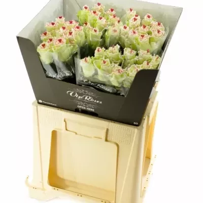 Bílá růže SUGAR LOVE DISCO 60cm