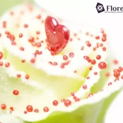 Bílá růže SUGAR LOVE DISCO 60cm