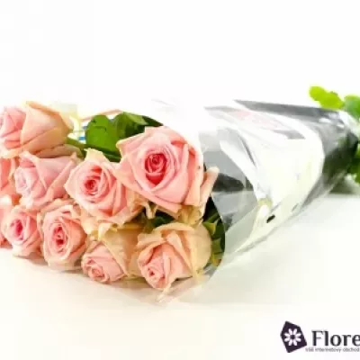 Růžová růže SWEET DOLOMITI 55cm