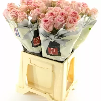 Růžová růže SWEET DOLOMITI 55cm