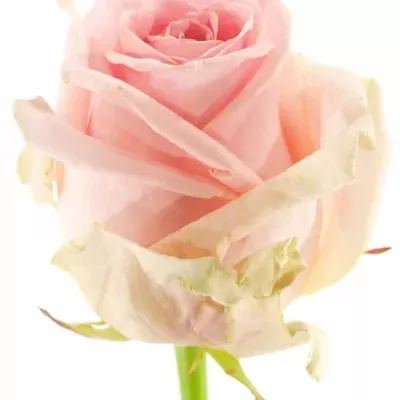 Ružová ruža SWEET DOLOMITI 80cm (XXL)