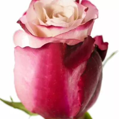 Bílofialová růže SWEETBERRY 60cm