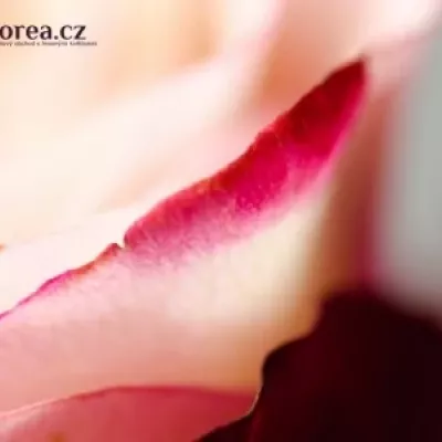 Růžová růže SWEETBERRY 70cm
