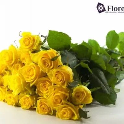 Žlutá růže TARA 70cm