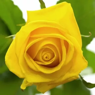 Žlutá růže TARA 70cm