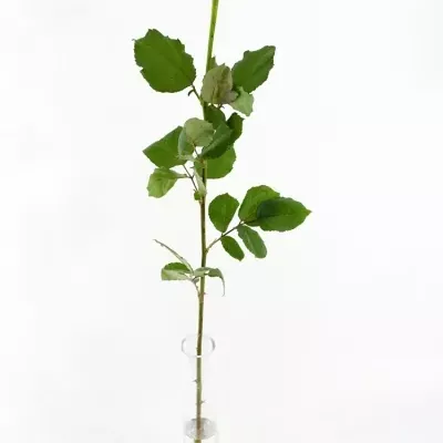 Žlutá růže TARA 70cm