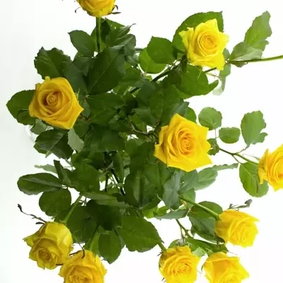 Žlutá růže TARA 70cm