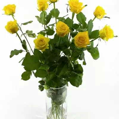 Žlutá růže TARA 70cm