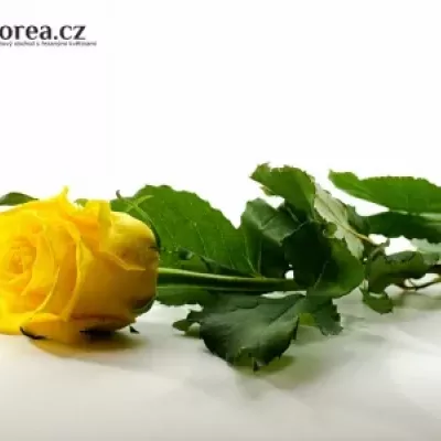 Žlutá růže TARA 70cm