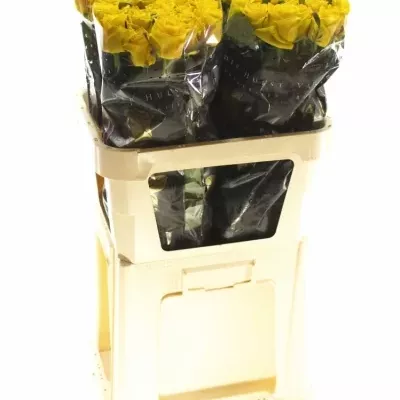 Žlutá růže TARA 70cm