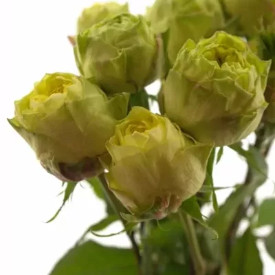 Žlutá růže TOP DESIGN 60cm