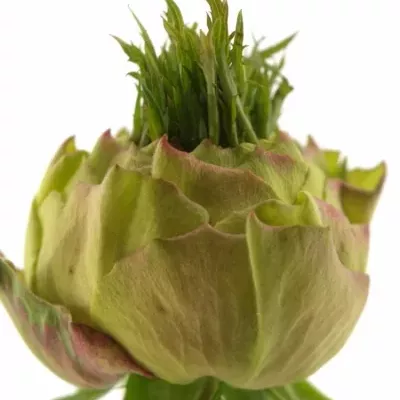 Žlutá růže TOP DESIGN 50cm (M)