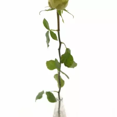 Žlutá růže TOP DESIGN 60cm