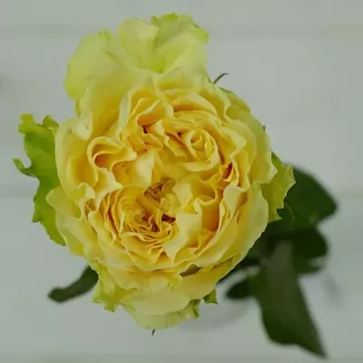 Žlutá růže TURTLE 70cm