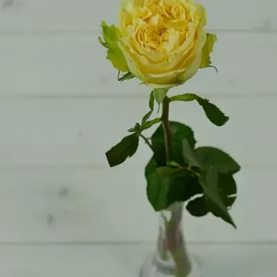 Žlutá růže TURTLE 70cm