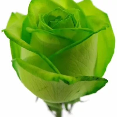 Zelená růže VENDELA GREEN - ZELENÁ RŮŽE 80cm