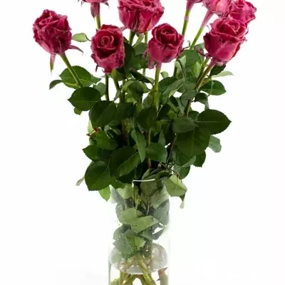 Růžová růže WAX DARK PINK 70cm