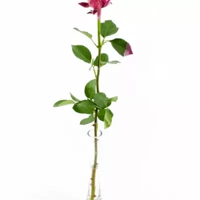 Růžová růže WAX DARK PINK 70cm