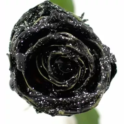 Bílá růže WAX BLACK GLITTER 50cm