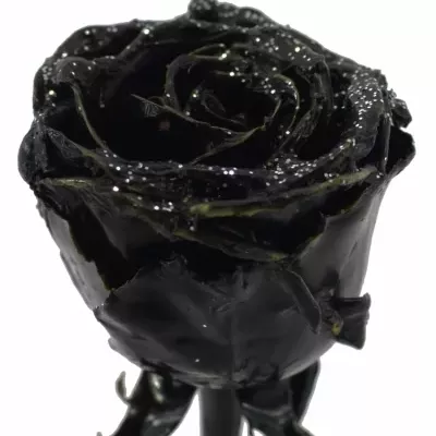 Bílá růže WAX BLACK GLITTER 50cm