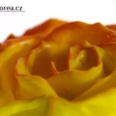 Oranžová růže WAX ORANGE 70CM