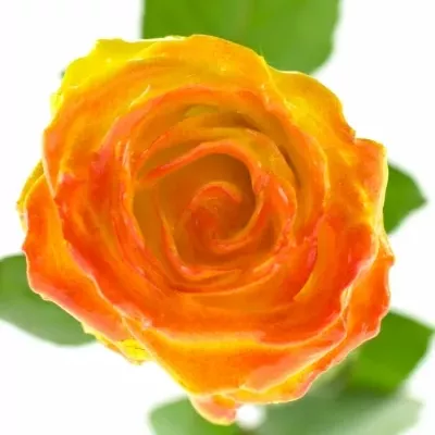 Oranžová růže WAX ORANGE 70CM