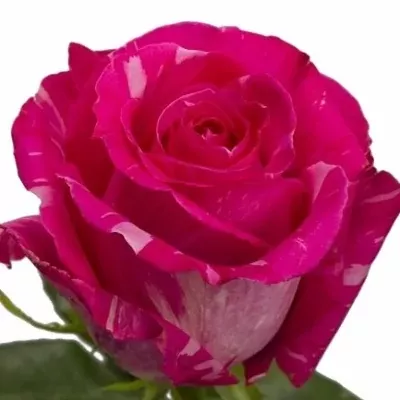 Žíhaná růže WILD TOPAZ 70cm